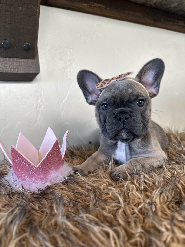 Disco | Blue Sable French Bulldog Female | Available Now