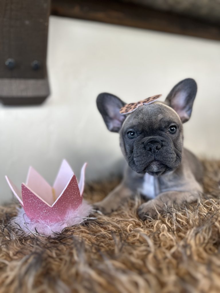 Disco | Blue Sable French Bulldog Female | Available Now