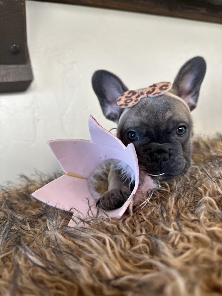 Disco | Blue Sable French Bulldog Female | Available Now