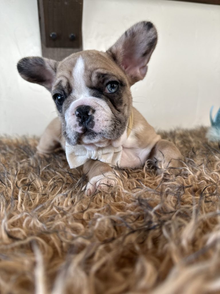 Dash | Fawn Merle French Bulldog Male | Available Now
