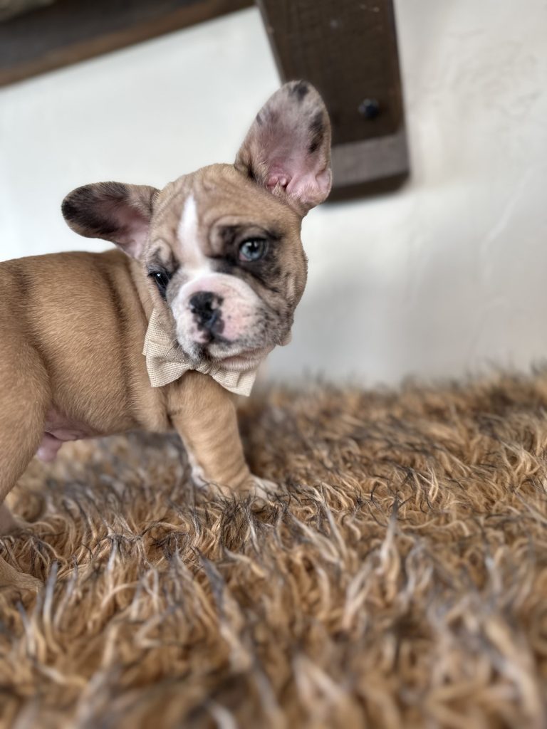 Dash | Fawn Merle French Bulldog Male | Available Now