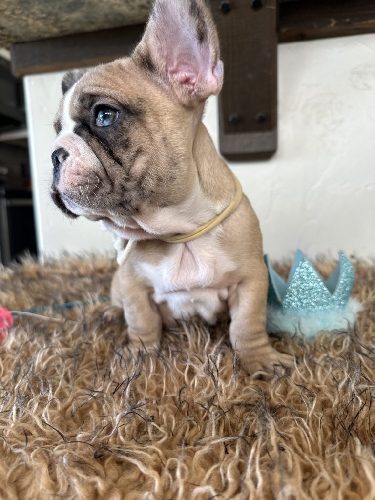 Dash | Fawn Merle French Bulldog Male | Available Now