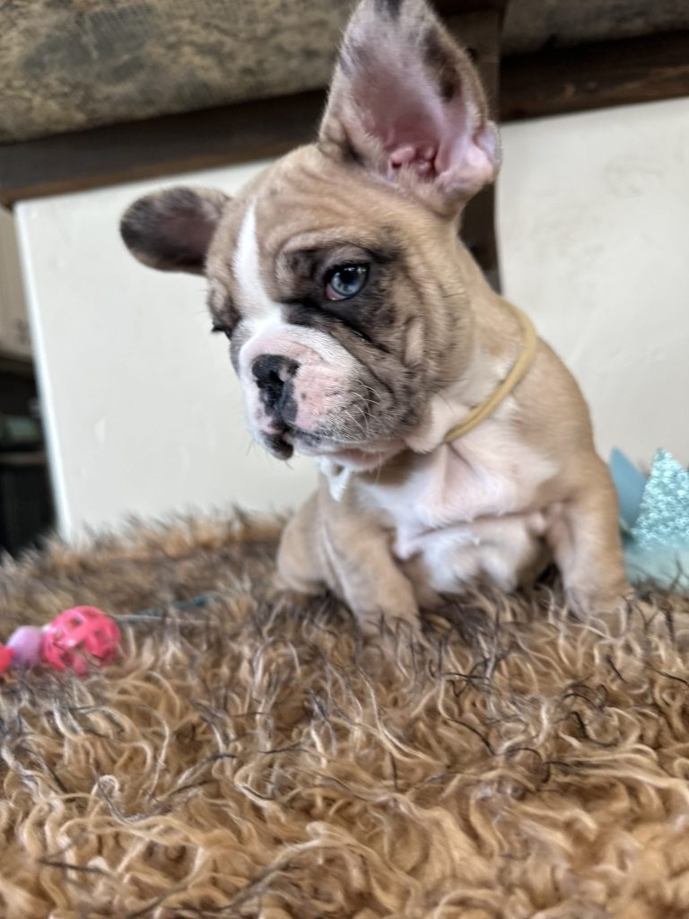 Dash | Fawn Merle French Bulldog Male | Available Now