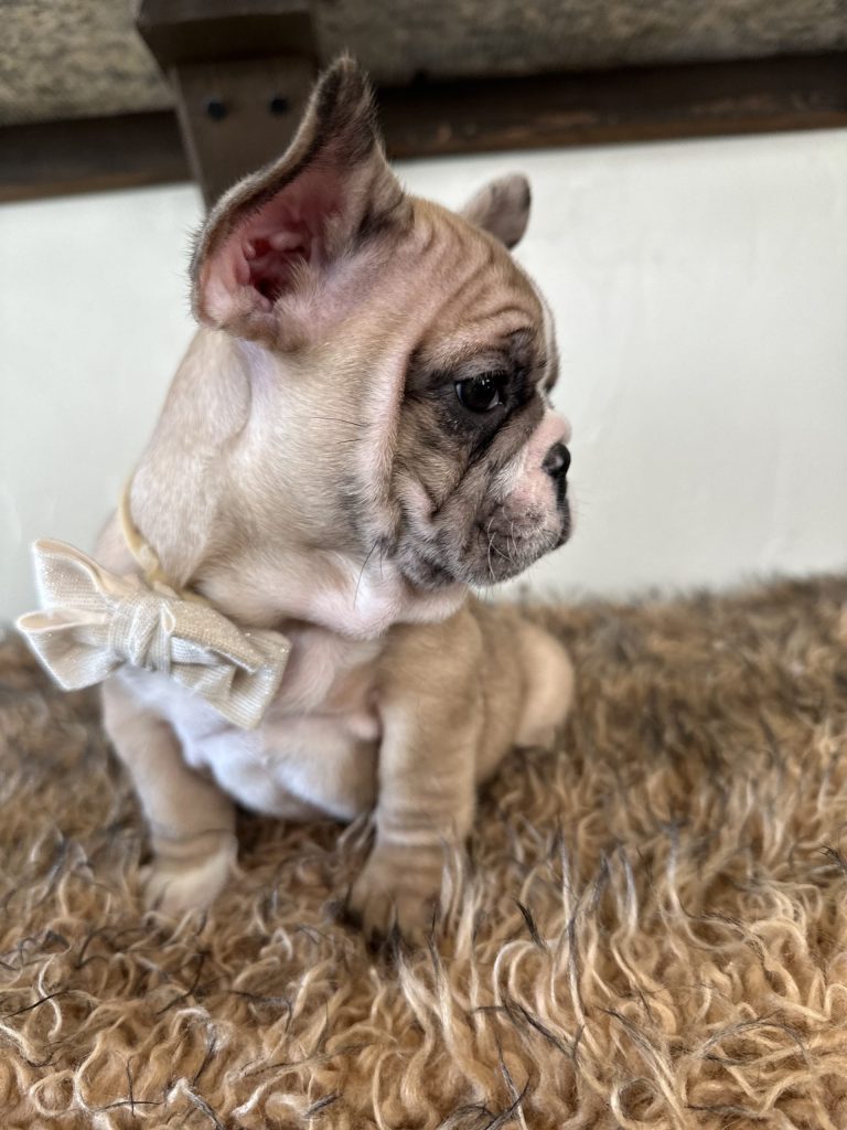 Dash | Fawn Merle French Bulldog Male | Available Now