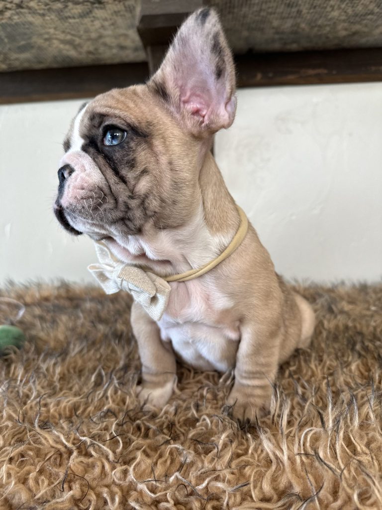 Dash | Fawn Merle French Bulldog Male | Available Now
