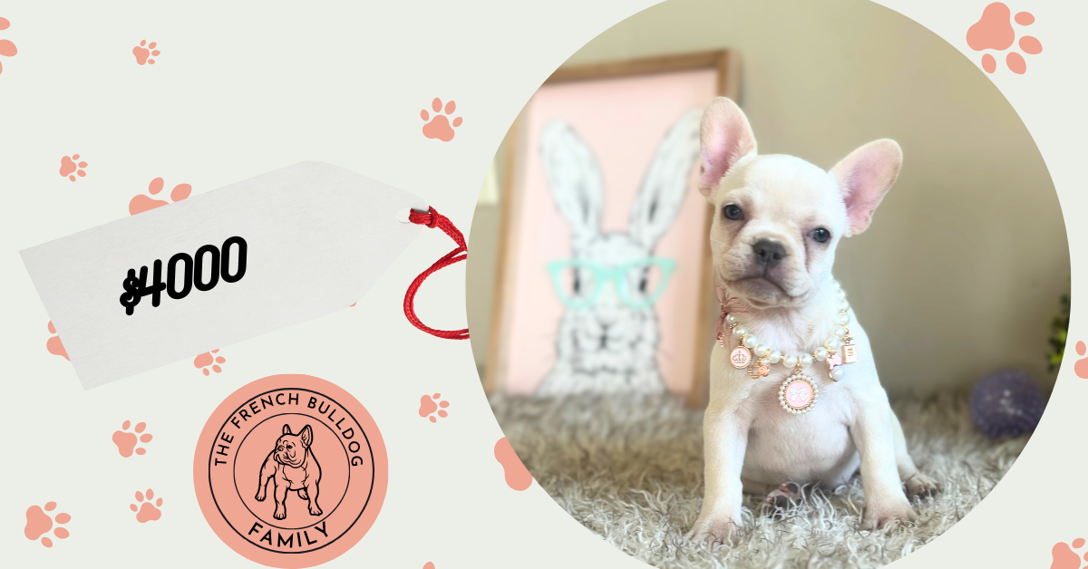 Gabriela | Platinum French Bulldog Female | Available on Feb 24th, 2025