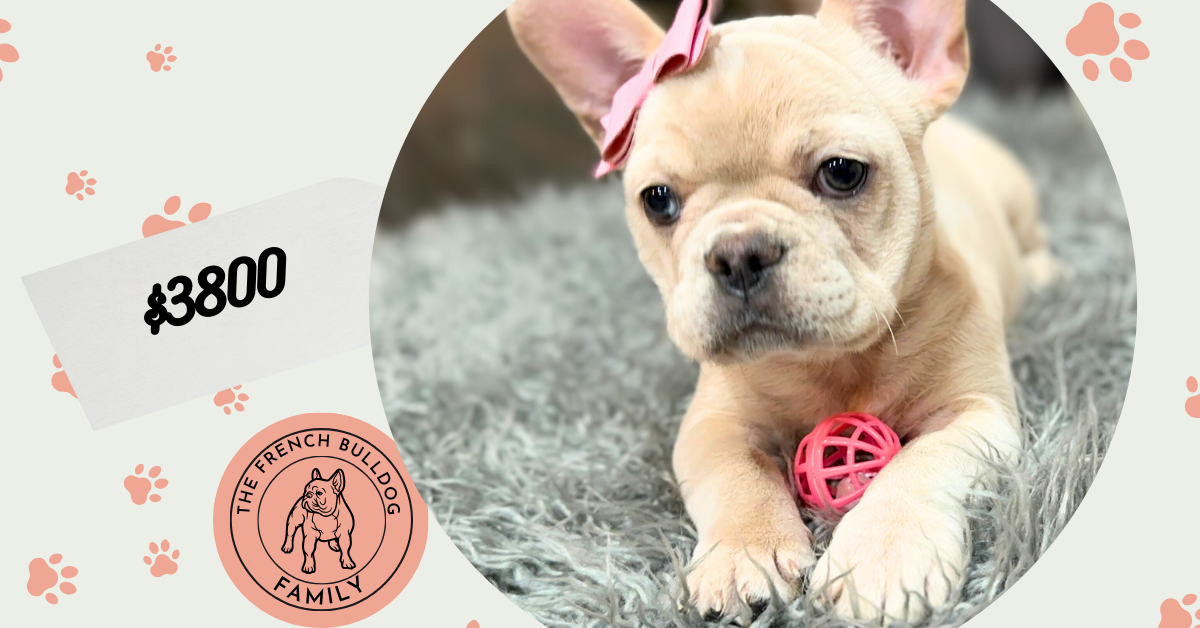 Annabelle | Cream French Bulldog Female | Available Now