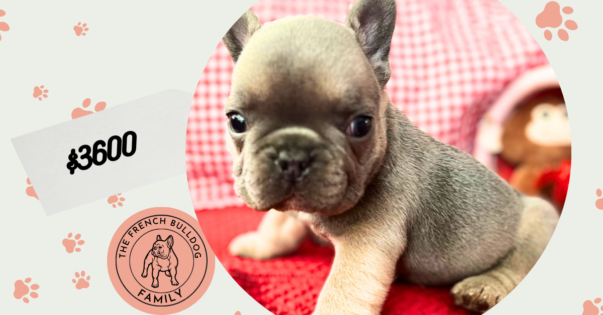 Hugo | Blue Sable French Bulldog Male | Available on Feb 23rd, 2025