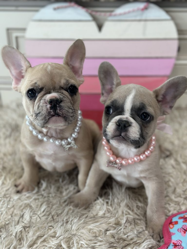 Luna | Fawn Merle French Bulldog Female | Available on March 1st