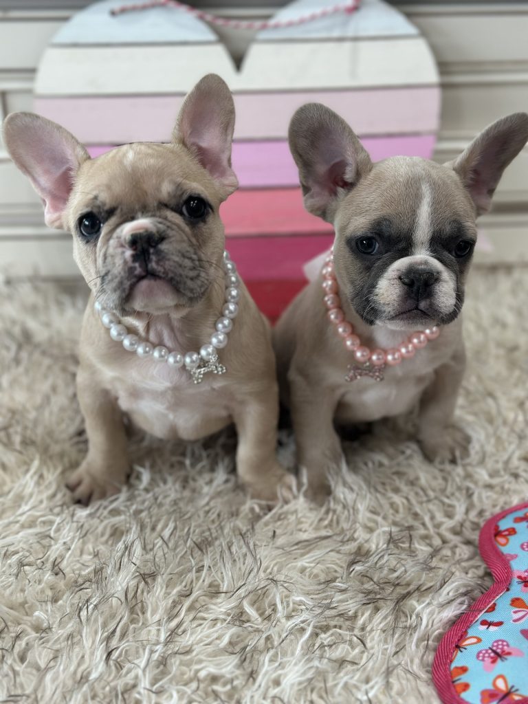 Lola | Blue Fawn Merle French Bulldog Female | Available on March 1st