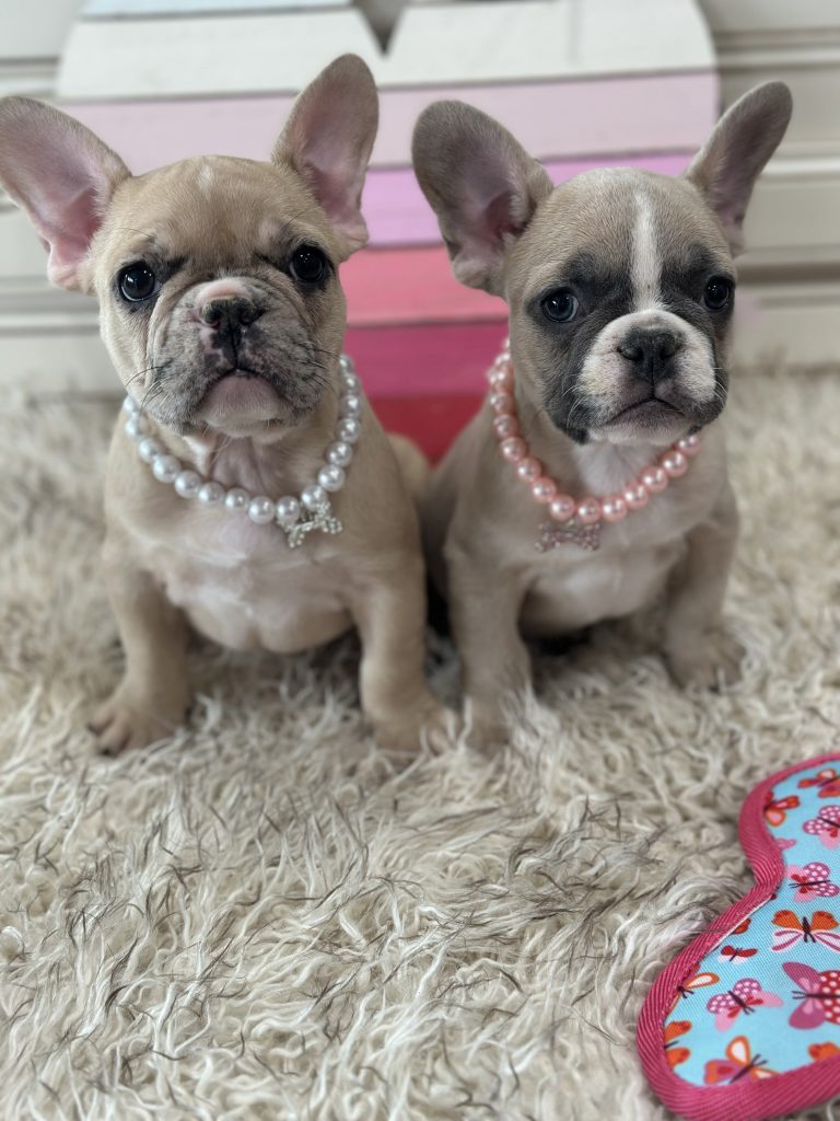 Luna | Fawn Merle French Bulldog Female | Available on March 1st