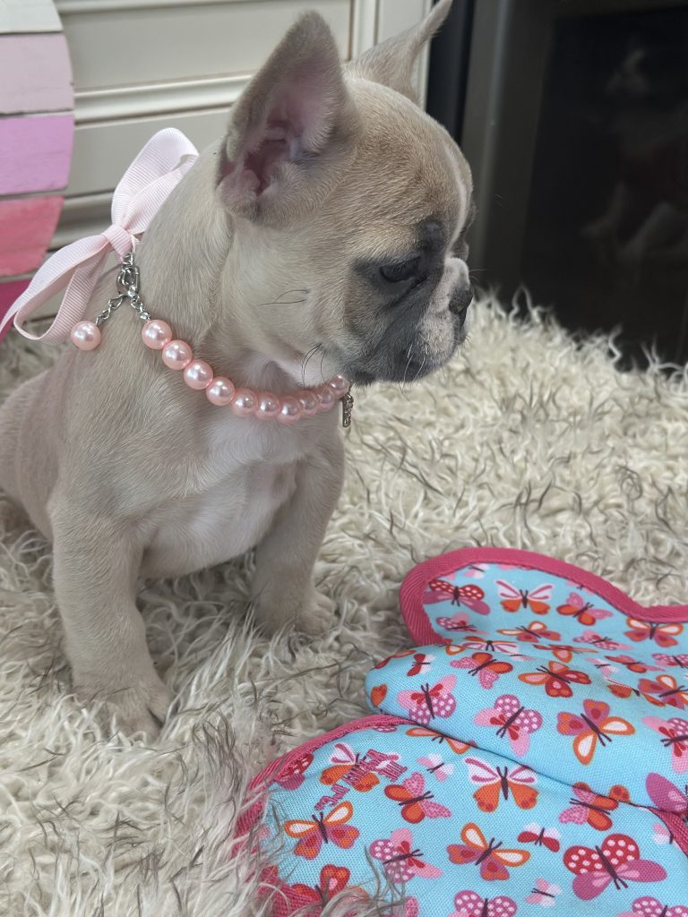 Lola | Blue Fawn Merle French Bulldog Female | Available on March 1st