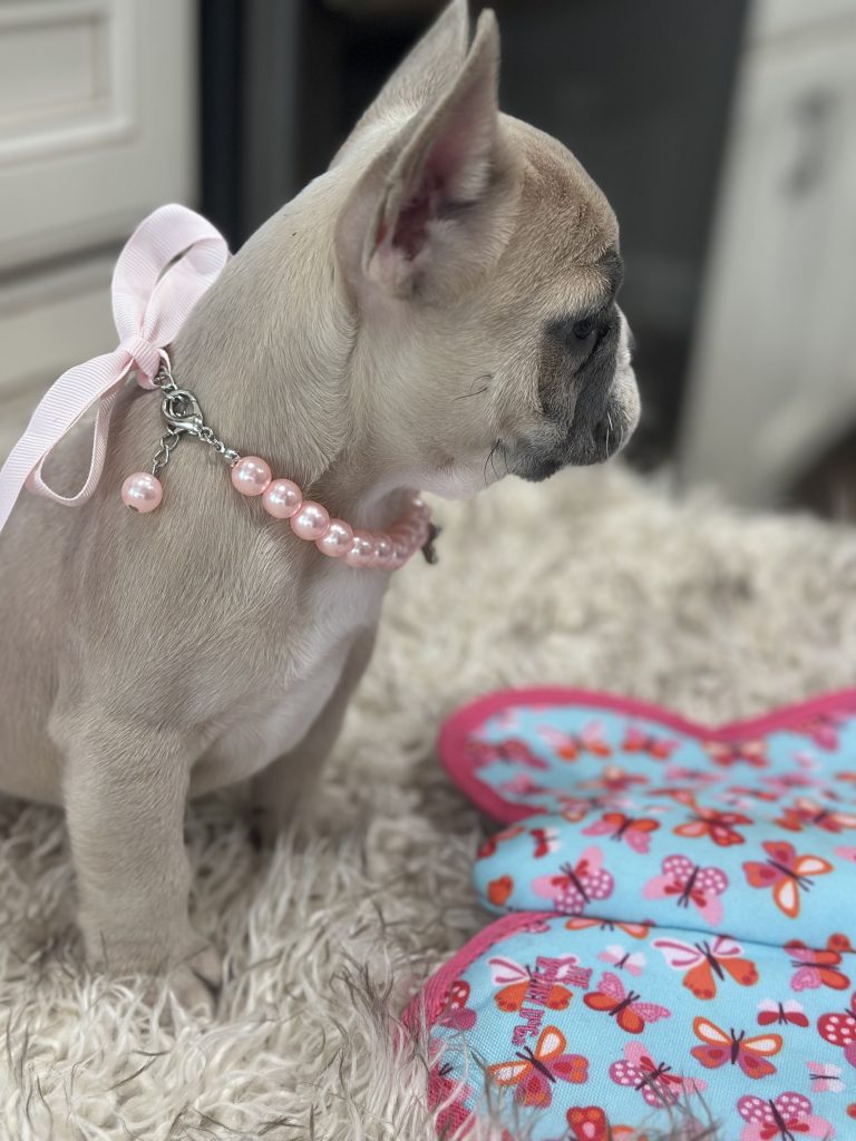 Lola | Blue Fawn Merle French Bulldog Female | Available on March 1st