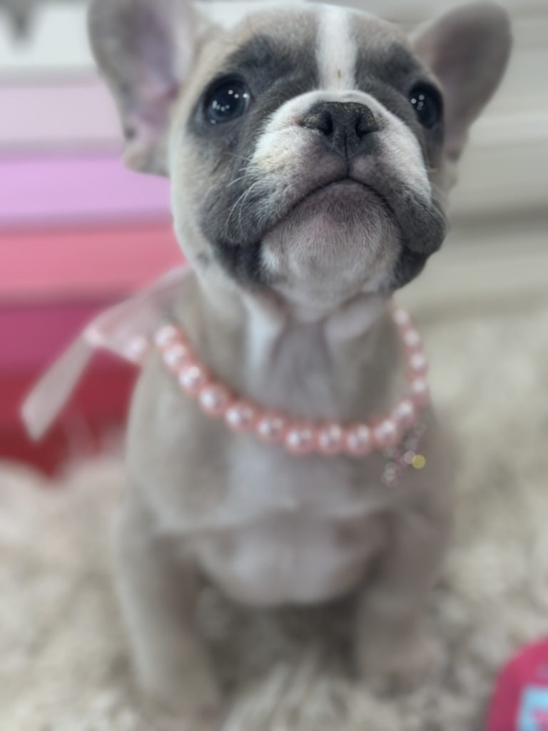 Lola | Blue Fawn Merle French Bulldog Female | Available on March 1st