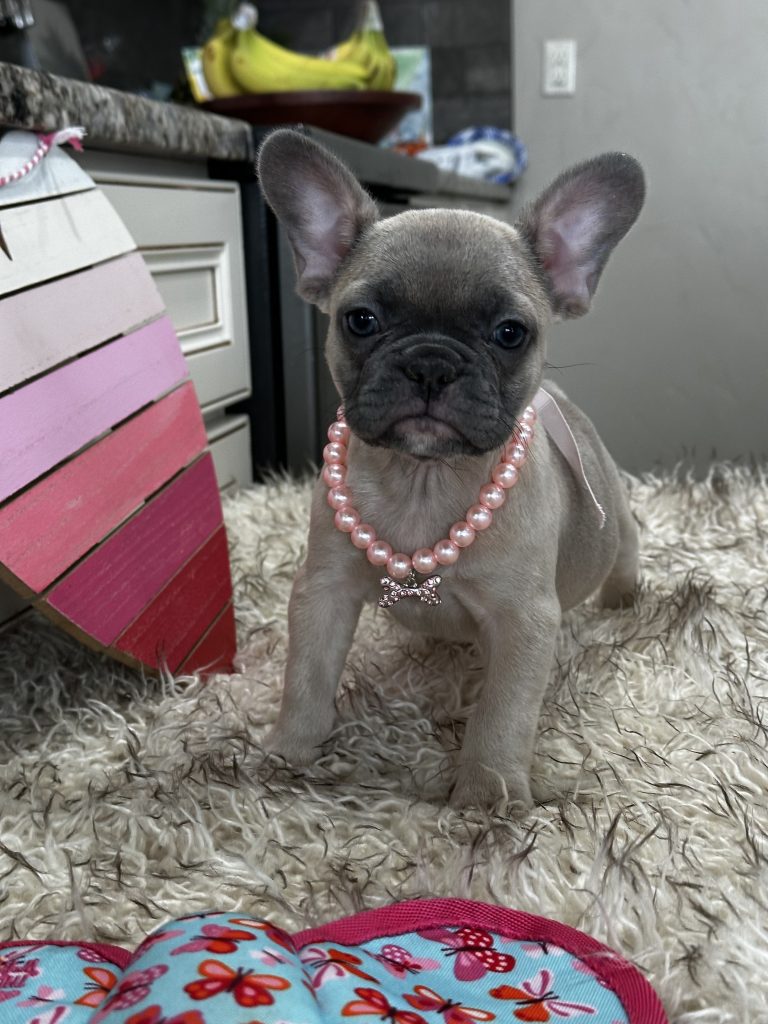 Lucy | Blue Fawn French Bulldog Female | Available on March 1st