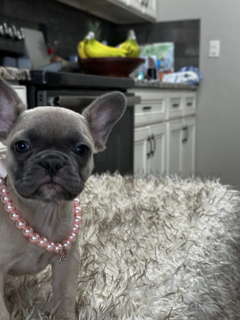 Lucy | Blue Fawn French Bulldog Female | Available on March 1st