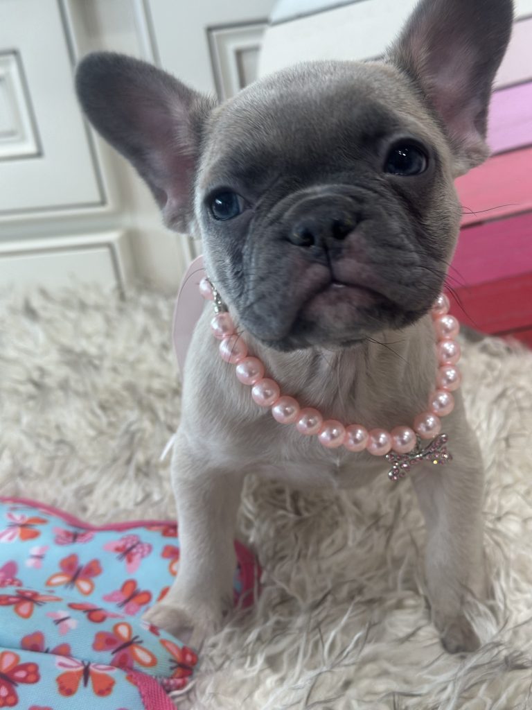 Lucy | Blue Fawn French Bulldog Female | Available on March 1st
