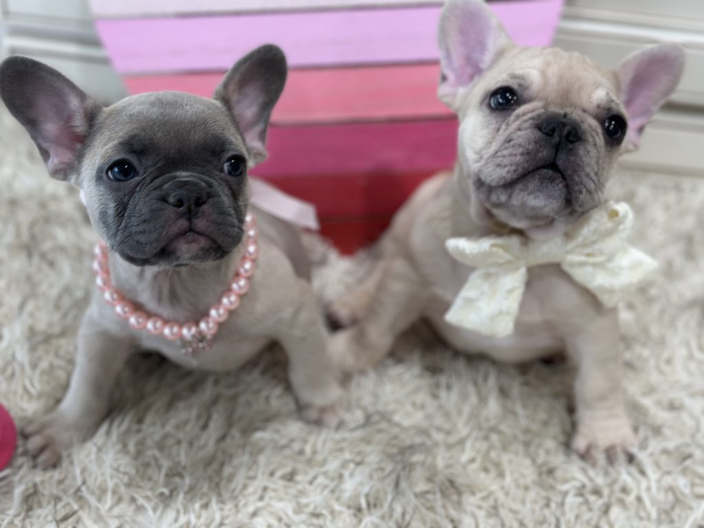 Lucky | Fawn Merle French Bulldog Male | Available on March 1st
