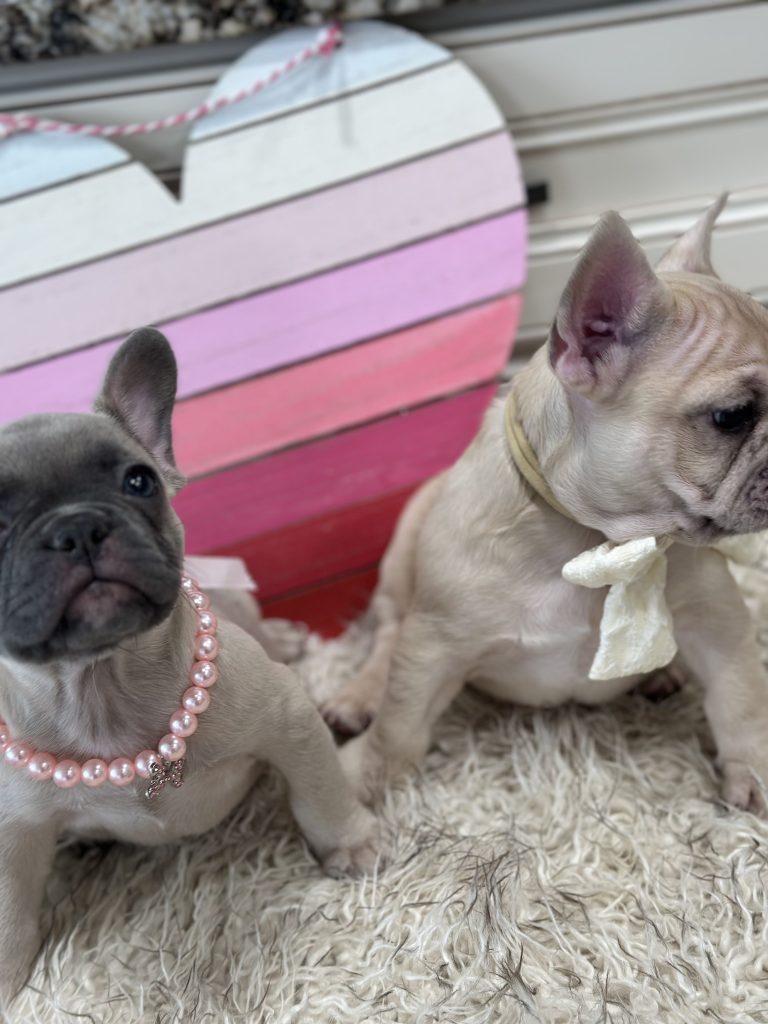 Lucky | Fawn Merle French Bulldog Male | Available on March 1st