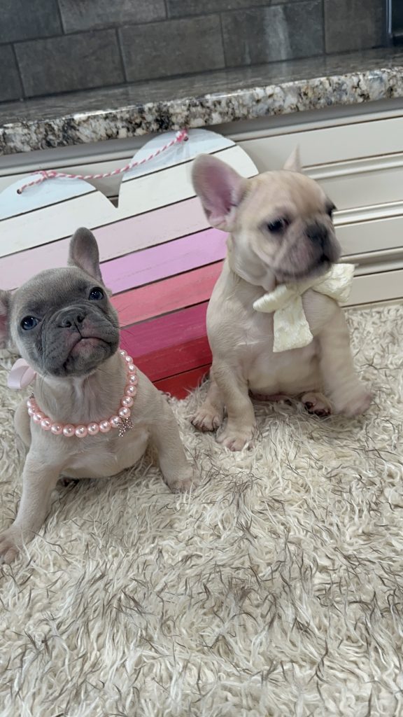 Lucky | Fawn Merle French Bulldog Male | Available on March 1st