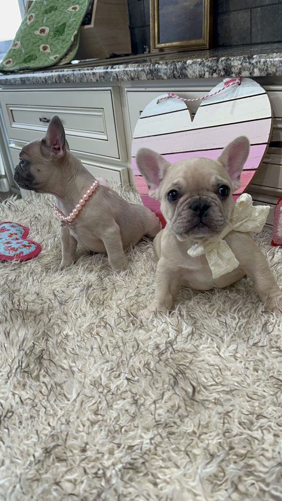 Lucky | Fawn Merle French Bulldog Male | Available on March 1st