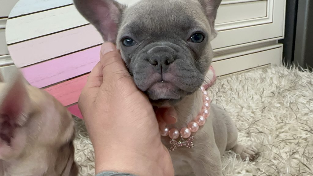 Lucy | Blue Fawn French Bulldog Female | Available on March 1st