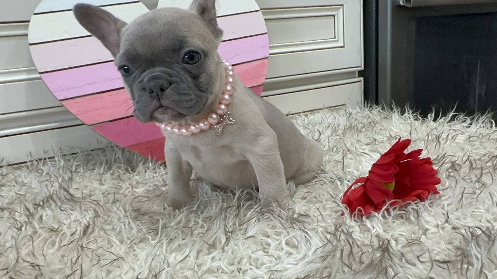 Lucy | Blue Fawn French Bulldog Female | Available on March 1st
