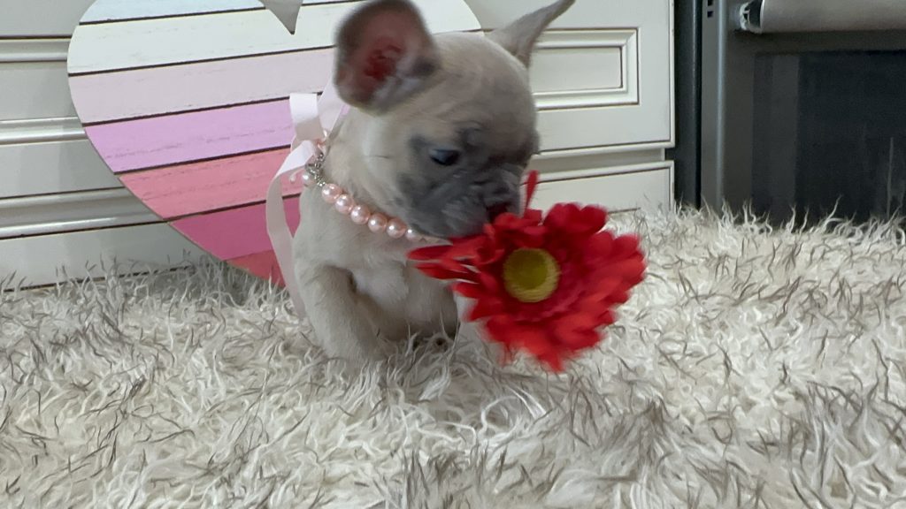 Lucy | Blue Fawn French Bulldog Female | Available on March 1st