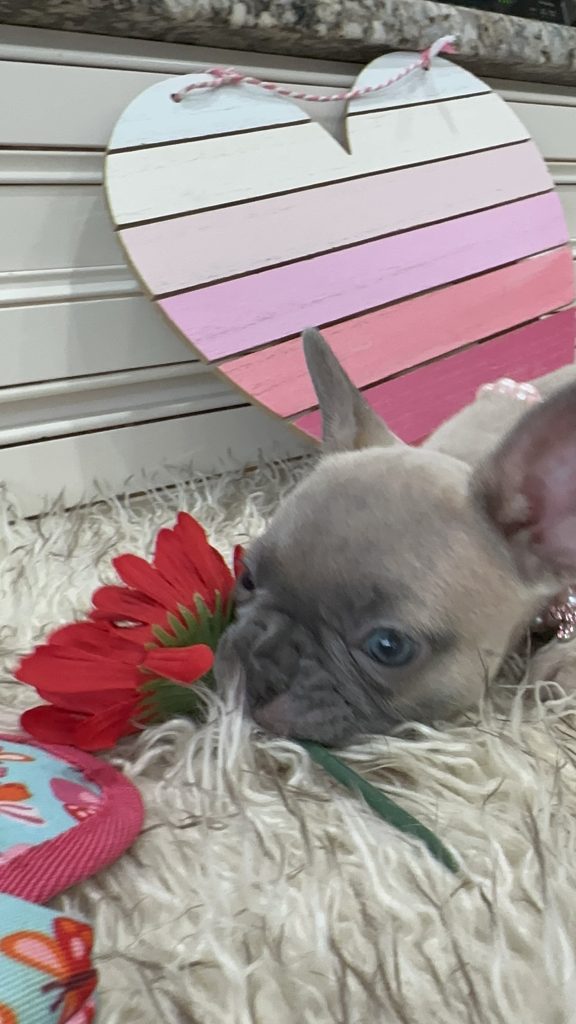 Lucy | Blue Fawn French Bulldog Female | Available on March 1st