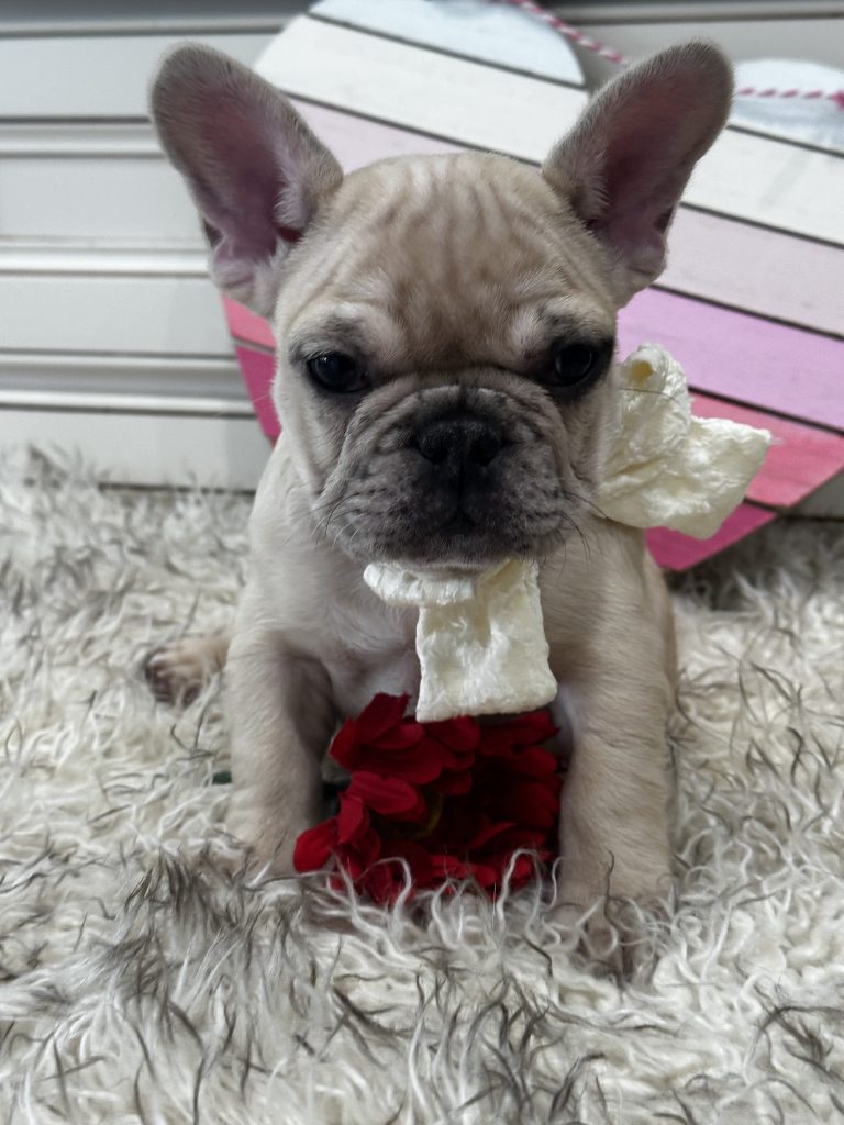 Lucky | Fawn Merle French Bulldog Male | Available on March 1st