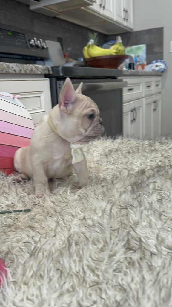 Lucky | Fawn Merle French Bulldog Male | Available on March 1st