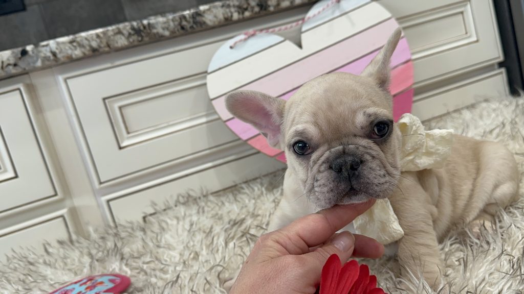 Lucky | Fawn Merle French Bulldog Male | Available on March 1st