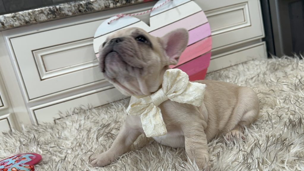 Lucky | Fawn Merle French Bulldog Male | Available on March 1st