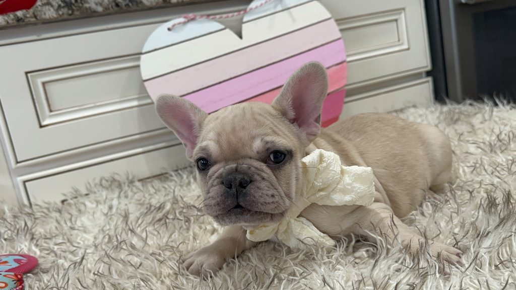 Lucky | Fawn Merle French Bulldog Male | Available on March 1st