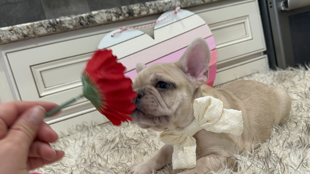 Lucky | Fawn Merle French Bulldog Male | Available on March 1st