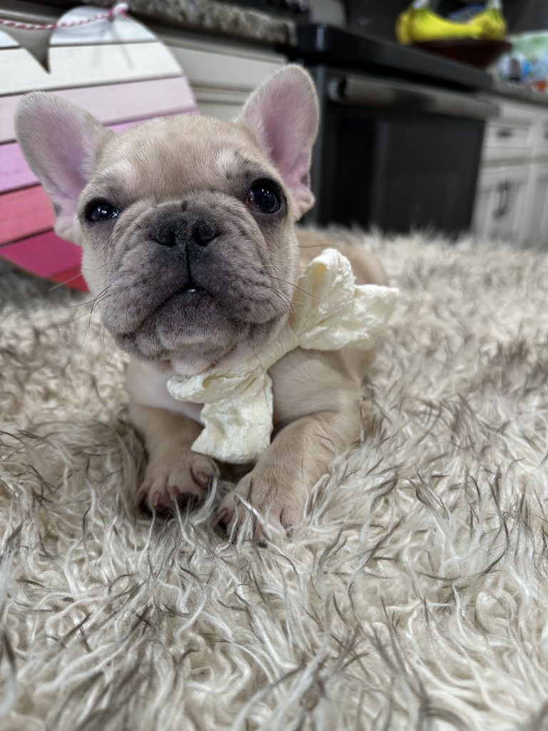 Lucky | Fawn Merle French Bulldog Male | Available on March 1st