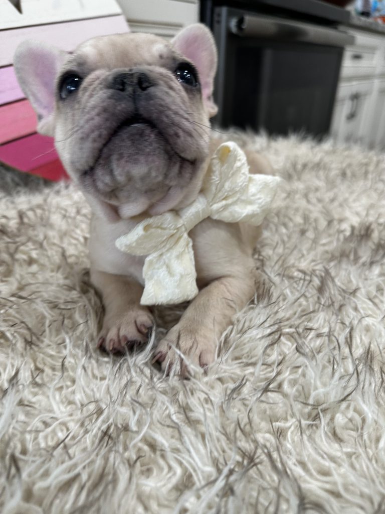Lucky | Fawn Merle French Bulldog Male | Available on March 1st