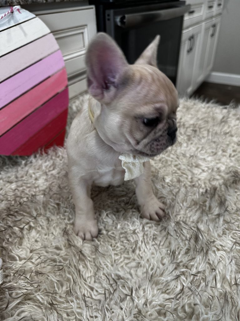 Lucky | Fawn Merle French Bulldog Male | Available on March 1st
