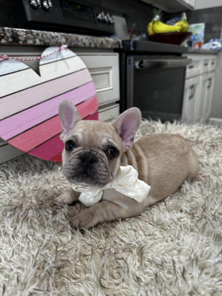 Lucky | Fawn Merle French Bulldog Male | Available on March 1st