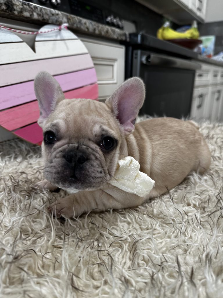 Lucky | Fawn Merle French Bulldog Male | Available on March 1st