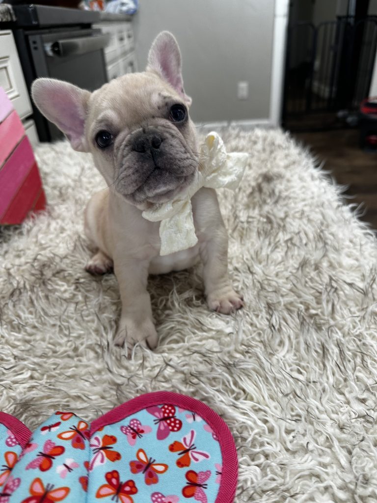 Lucky | Fawn Merle French Bulldog Male | Available on March 1st