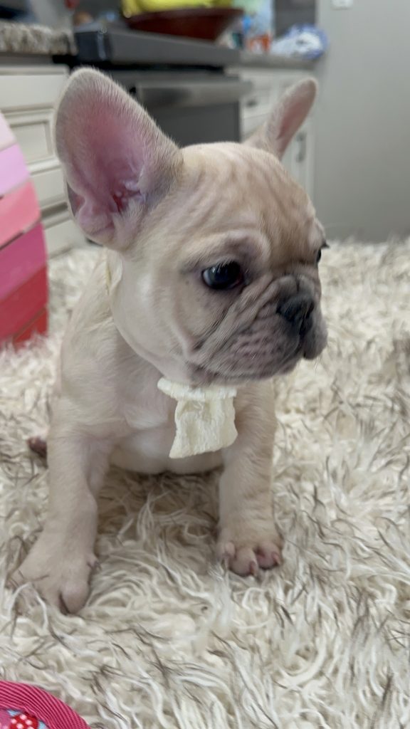 Lucky | Fawn Merle French Bulldog Male | Available on March 1st