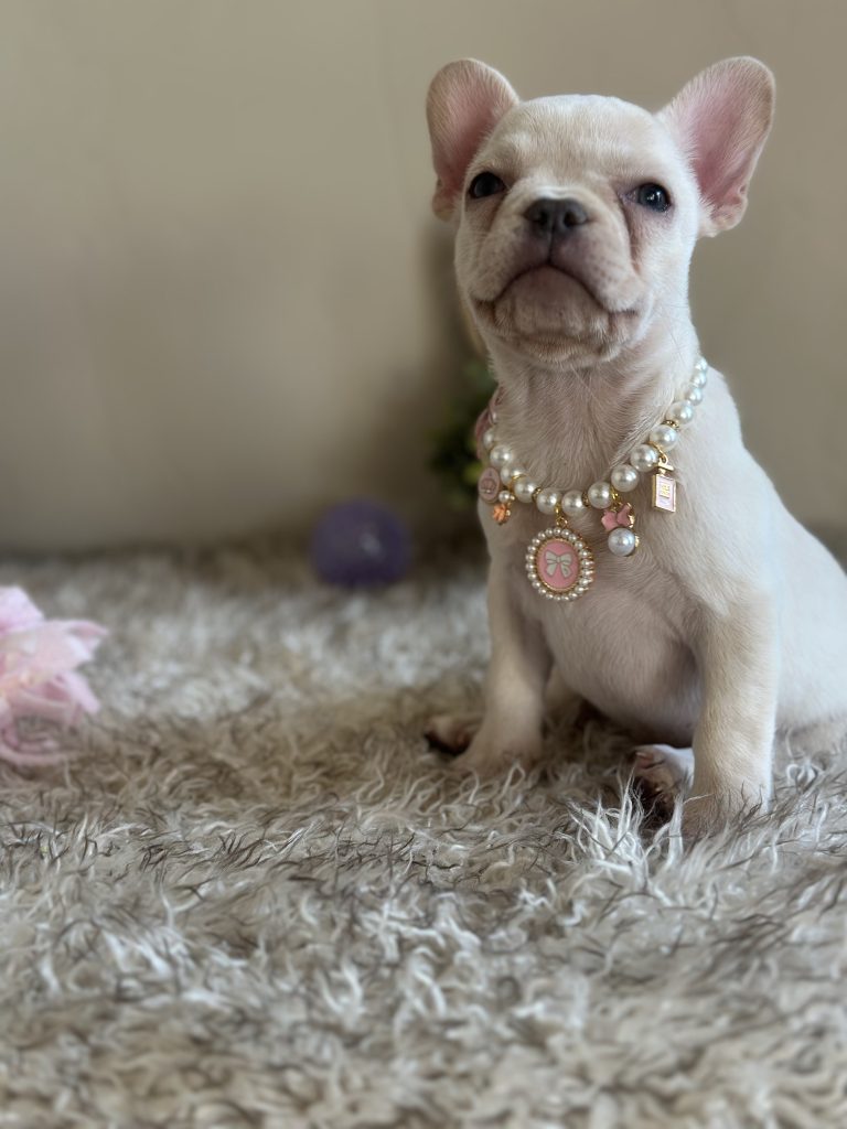 Gabriela | Platinum French Bulldog Female | Available on Feb 24th, 2025