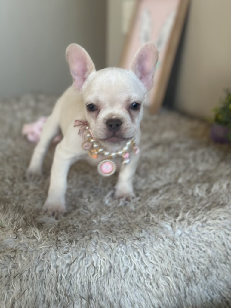 Gabriela | Platinum French Bulldog Female | Available on Feb 24th, 2025