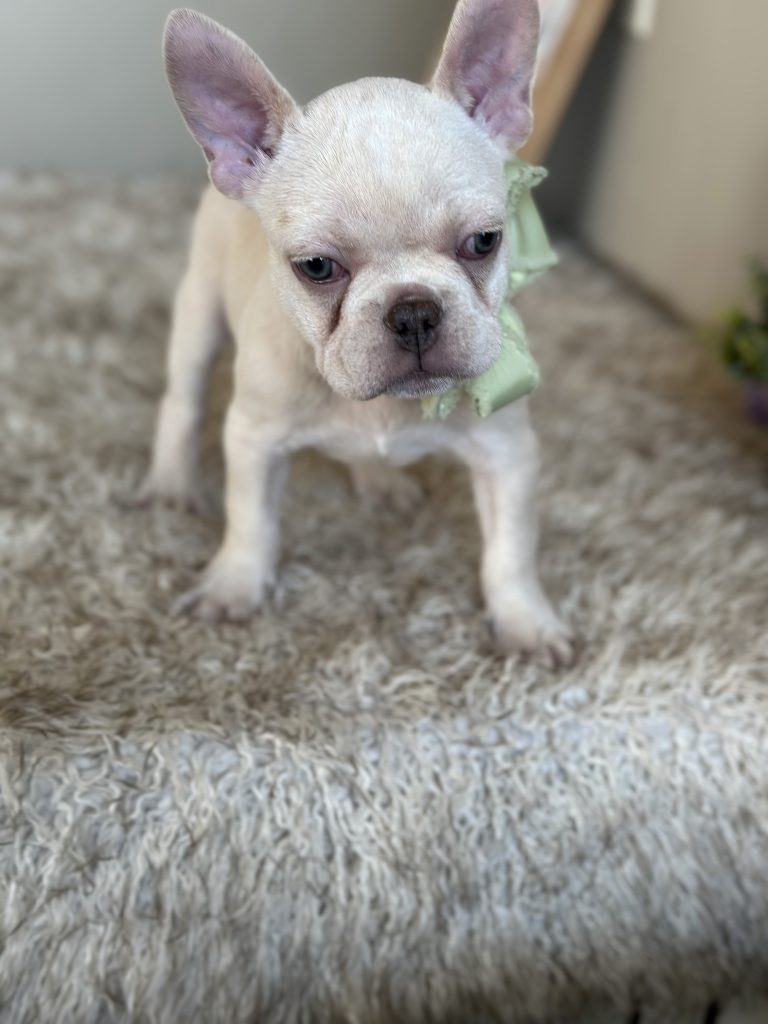 Garland | Platinum French Bulldog Male | Available on Feb 24th, 2025