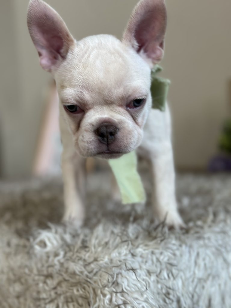Garland | Platinum French Bulldog Male | Available on Feb 24th, 2025