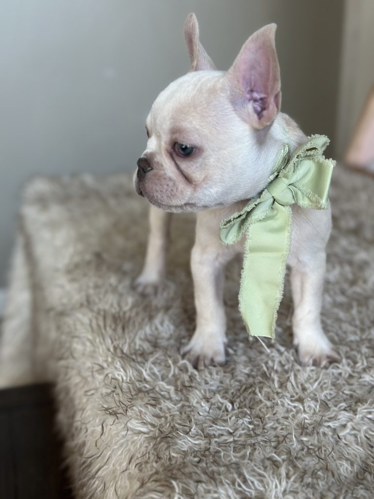 Garland | Platinum French Bulldog Male | Available on Feb 24th, 2025