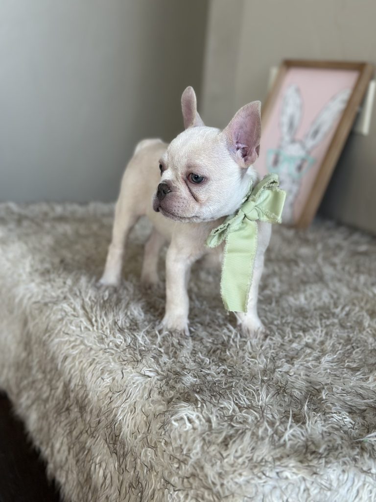 Garland | Platinum French Bulldog Male | Available on Feb 24th, 2025