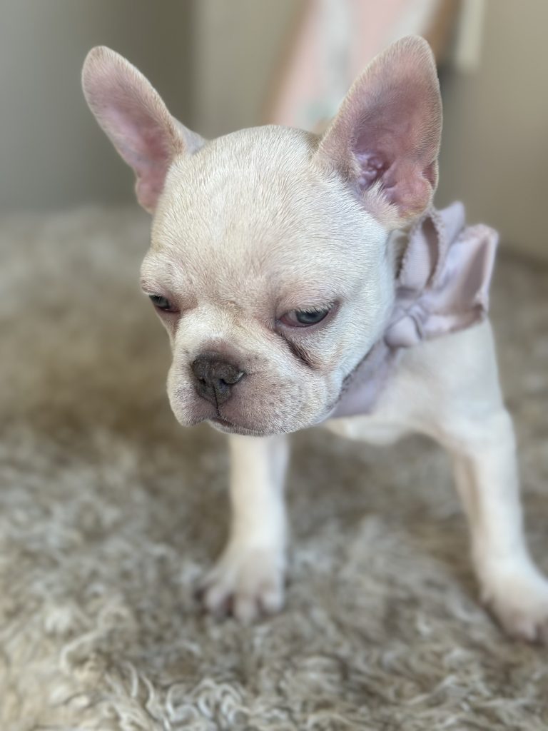 Garland | Platinum French Bulldog Male | Available on Feb 24th, 2025