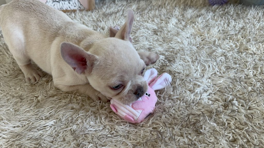 Garland | Platinum French Bulldog Male | Available on Feb 24th, 2025